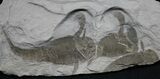 Multiple Eurypterus (Sea Scorpion) Fossil - New York #31406-1